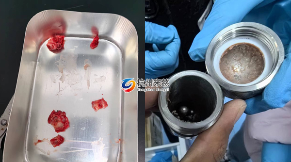 宋慈多樣品組織研磨儀顯神威|大鼠頭骨RNA提取輕松搞定！